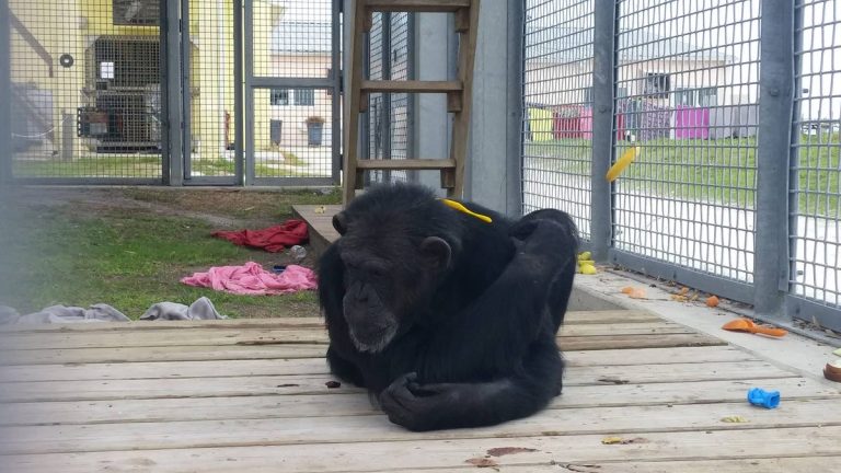 Tiffany was euthanized, but Tuffy remains at Save the Chimps
