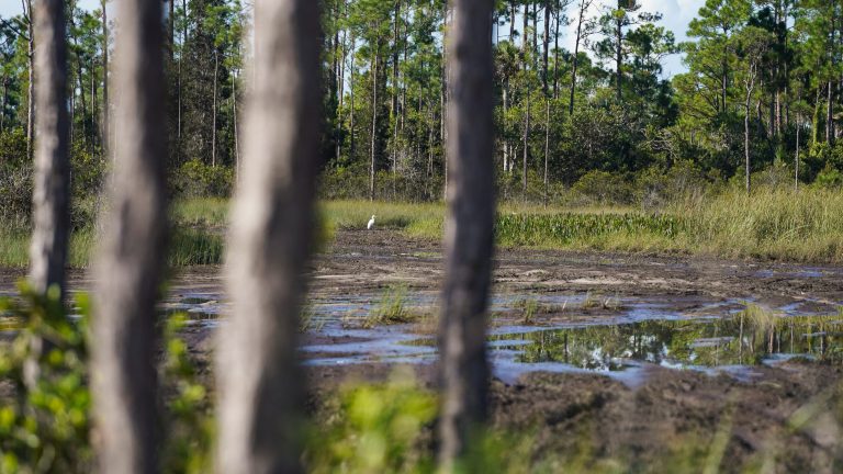 Pal Mar natural area facing Martin County crackdown on illegal structures, disturbed wetlands