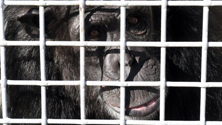 ‘Sometimes chimps just starve themselves to death’: Infighting, welfare violations at Save the Chimps