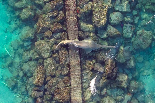 A rare and endangered smalltooth sawfish is seen in the Atlantic Ocean off the coast of Martin County on Tuesday, June 14, 2022. The biggest threat to their existence is being caught in fishing gear, according to the NOAA.