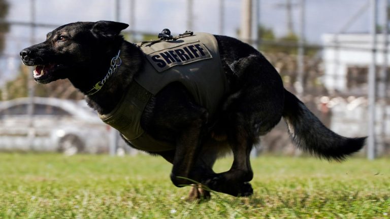 Hardworking Martin County Sheriff’s Office K-9 force getting new training facility