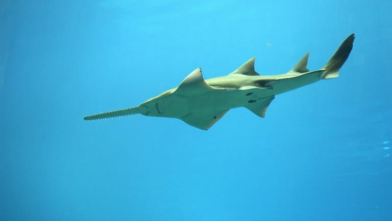 International sawfish day Oct. 17 is the best reason to celebrate this unique creature