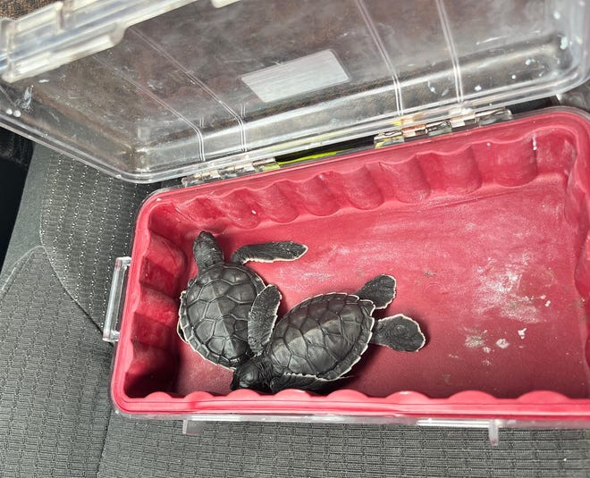 Sea turtle rescue volunteers transported several stranded hatchlings from Indian River County beaches to a rehabilitation facility at the Brevard Zoo following Hurricane Nicole in November 2022.
