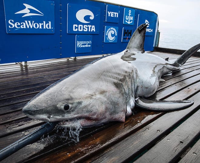 Freya, an 11 foot, 8 inch long white shark pinged off Hobe Sound Nov. 24, 2022.