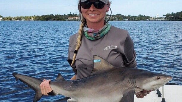 New FAU Harbor Branch study finds what’s poisoning bull sharks in Indian River Lagoon