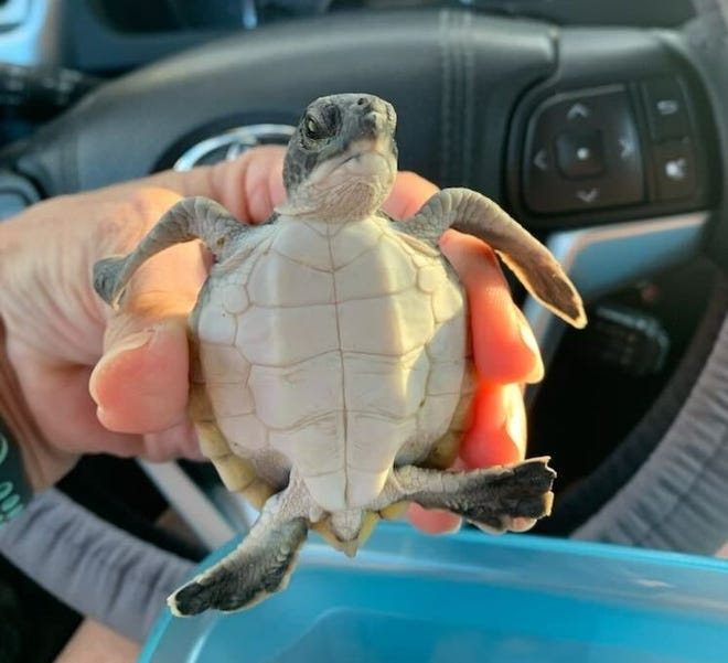 A green turtle hatchling rescued by Coastal Connections volunteers from a beach in Indian River County in November 2022.