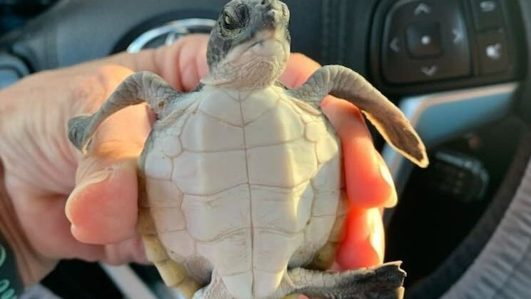 Sea turtle rescuers saving hatchlings stranded after Nicole on Indian River County beaches