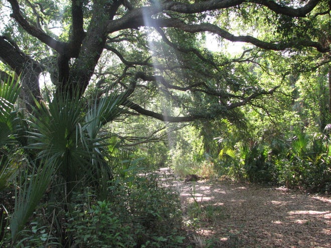 A rustic path leads to a large tree in Oak Hammock Park, believed to be haunted by the spirits of two teens killed there in the 1970s.