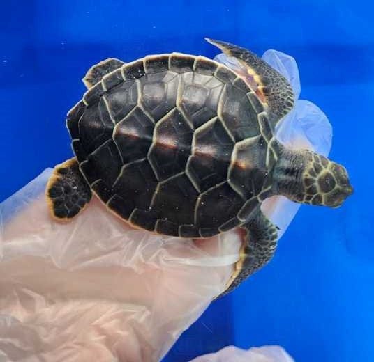 A green turtle hatchling rescued by Coastal Connections volunteers after Hurricane Nicole in November 2022 from a beach in Indian River County.