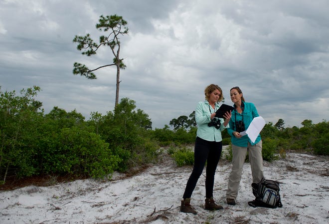 Indian River County GIS Technician Paige Lester (left) and Indian River County Parks Division Conservation Lands Manager Beth Powell visited the Wabasso Scrub Conservation Area on Tuesday, April 28, 2015, to continue work on the new digital application that is being customized to track the habits of scrub-jay birds. Data on the birds is collected throughout the year by a group of about a dozen volunteers and is then analyzed by Powell. Powell says the new software will allow her to analyze the information on a much more accurate level. "We're gonna get even better information to make more direct, much better decision making on the ground which will then turn around and affect the jays in a really positive (way)," Powell said.