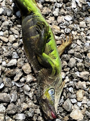 An iguana bears the scars of electrocution after it caused a recent power outage in Lake Worth Beach.