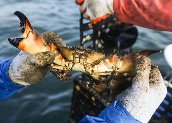 John Harllee, of Port Salerno, holds a stone crab after Guy Lalone, of Port Salerno, removes it from a trap during a harvesting trip on the Indian River Lagoon Sunday, Feb. 16, 2020, in Jensen Beach.