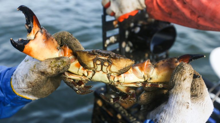 Hurricane Ian hit Florida seafood industry; expect price hike on shrimp, lobster, stone crab