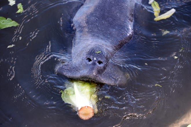 Ed Killer hopes we can better protect seagrasses, manatees' primary food choice.