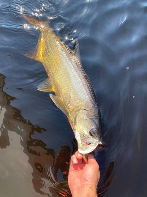 Capt. Jeff Patterson says he had fun with a school of young tarpon this past week in the Tomoka River.