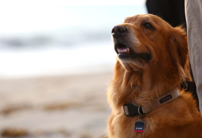 Ginny, a Golden Retriever, watches the sunrise at Turtle Trail beach access in Vero Beach on Thursday, Nov. 3, 2022. The county is considering making the beach access, along with Seagrape Trail, an off-leash beach for dogs.