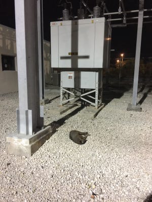 Lake Worth Beach often deals with meddling raccoons at power substations that will electrocute themselves and cause major power outages.