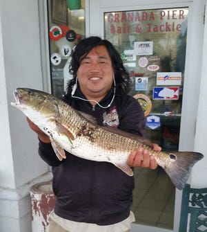 Last week, Stephen Murphy showed off a slot-sized snook he caught just before snook went catch-and-release. This week it's a slot red, coming in at 26 inches behind Ike Leary's Granada Pier Bait & Tackle in Ormond Beach.