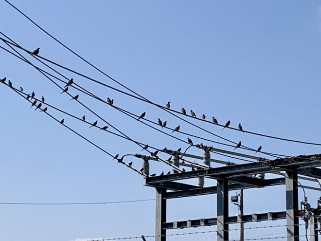 Landing and taking off together as one unit, birds can often sway power lines together or cause them to touch another piece of equipment that triggers a power outage.