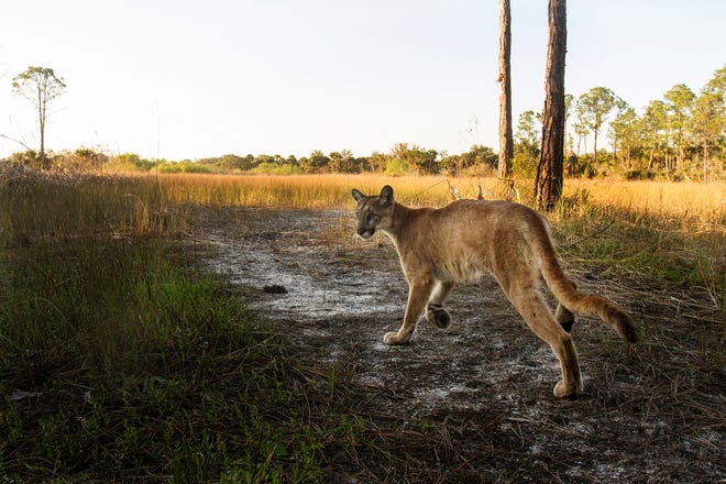 A Florida panther strolls past a camera trap set up at the Corkscrew Regional Ecosystem Watershed  at 4:15 p.m.  on January 15, 2019. Wildlife biologists believe this is the mother of a pair of kittens that are now being raised at ZooTampa at Lowry Park. It is believed that this panther had the kittens on CREW lands near Pepper Ranch. She was monitored with game cameras and it was noticed that she was having an issue walking. She was captured and had to be eventually euthanized because she was diagnosed with a neurological condition that is affecting some of the big cats. Thew kittens are not showing signs of the condition but will spend the rest of their lives in captivity. They will eventually be housed at the White Oak Conservation facility.