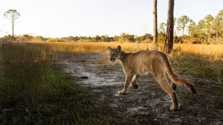 Vehicle strikes again top killer in Florida: Five things to know about panthers in 2022