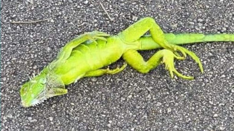 Do iguanas freeze and come back to life? When it’s cold enough in Florida, yes