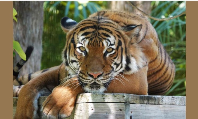 Eko, an 8-year-old male Malayan tiger, died aftrr a Collier County Sheriff's deputy shot him in an attempt to free man from the tiger's jaws on Wednesday, Dec. 29, 2021 at the Naples Zoo at Caribbean Gardens.