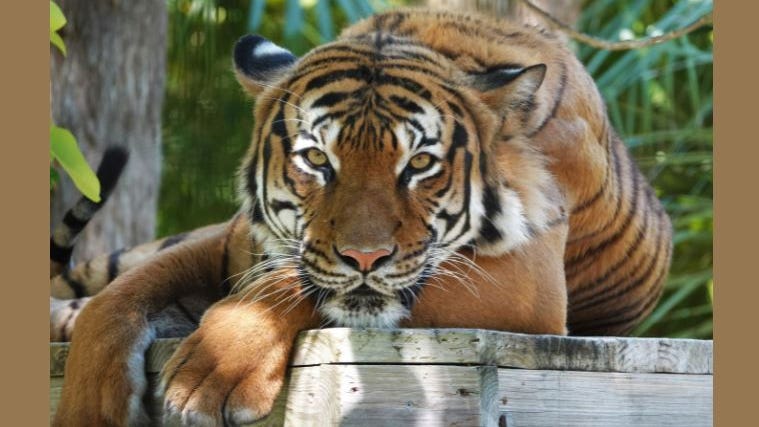 Big cat bill a huge victory for Carole Baskin, other animal advocates