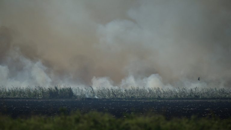 Sugar cane burn season still blankets Glades with smoke after study showing it kills people
