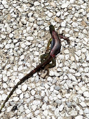 Iguanas exploring Lake Worth Beach power substations and utility poles often are electrocuted and die like this recent one.