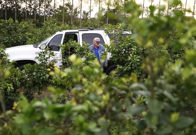 Ronald D. Cave, the Indian River Research and Education Center director, looks at fruit trees grown by the University of Florida's Institute of Food and Agricultural Science's Indian River Research and Education Center (UF/IFAS-IRREC) on Wednesday, Oct. 19, 2022, in St. Lucie County. The experimental grove was established in 2019 in response to a decline in Florida's fruit production due to citrus greening. New rootstocks combined with tree scions, the aboveground part, are widely believed to identify combinations that will tolerate the disease, said Cave. The trial will determine which scion and rootstock combinations can better adapt to the Indian River's flatwoods soil and tolerate citrus canker and citrus greening while producing profitable crops.