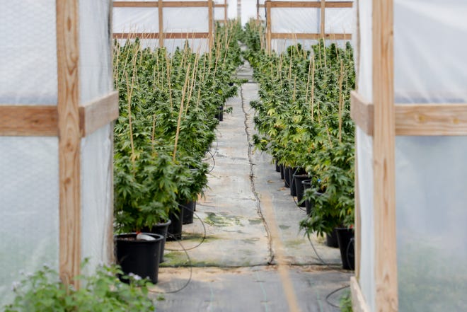 Medical marijuana plants grow at a Trulieve facility in rural Gadsden County Wednesday, January 15, 2020.
