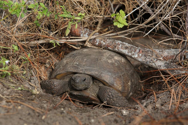 A gopher tortoise is seen in its burrow at the North Sebastian Conservation Area on Friday, Dec. 16, 2022, in Sebastian.