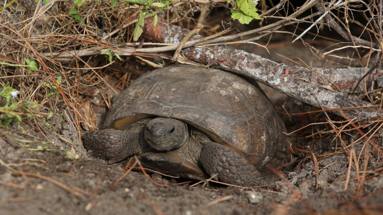 Tortoise Team to the rescue: How a local Facebook group saves endangered gopher tortoises