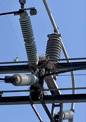 A parrot sits on top of a power line with a nest nearby at a Lake Worth Beach substation. Birds have accounted for nine power outages in Lake Worth Beach this year.