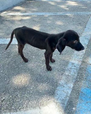 An investigation into more than two years of alleged fraudulent dog sales led to the arrest of a man and woman and the closure on Dec. 1, 2022 of what was described as a puppy mill by Indian River County Sheriff's Office officials.