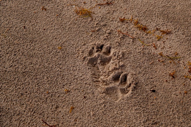 Pawprints are seen in the sand at the Turtle Trail beach access in Vero Beach on Thursday, Nov. 3, 2022. The county is considering making the beach access, along with Seagrape Trail, an off-leash beach for dogs.
