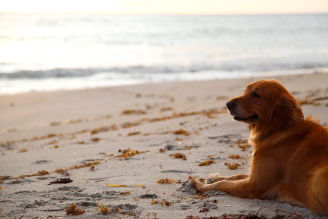 Ginny, a Golden Retriever, watches the sunrise at Turtle Trail beach access in Vero Beach on Thursday, Nov. 3, 2022. The county is considering making the beach access, along with Seagrape Trail, an off-leash beach for dogs.