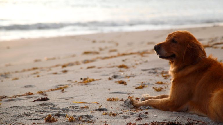 Indian River County rejects proposal for permanent off-leash dog beach