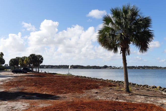 Several large Australian pine trees, an invasive non-native species to Florida, were removed in December 2021 from the shoreline of the Indian River Lagoon at Wabasso Causeway.