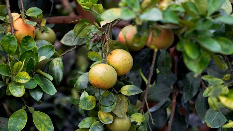 Citrus growers invited to experimental grove at UF/IFAS in St. Lucie County