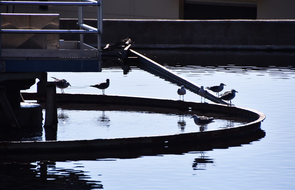 Shore birds gather on the separation tank at the Brevard Coutny South Beaches Wastewater Facility in Melbourne Beach separates the solids from the liquids.