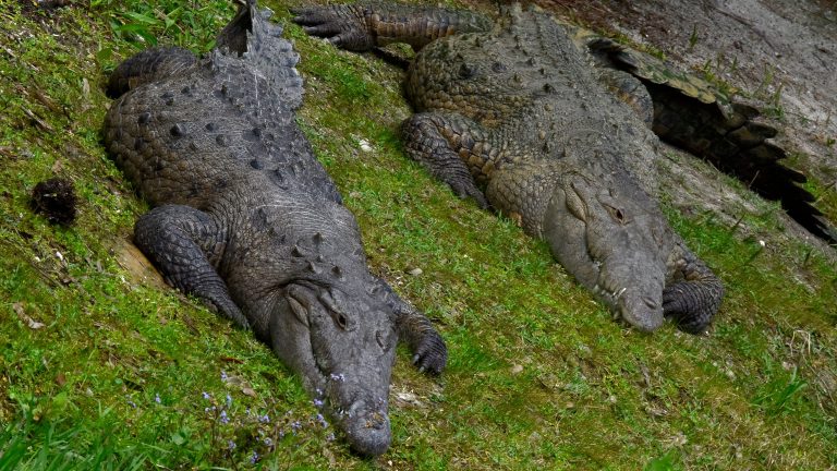 Crocodiles in Florida? They’re making a comeback. Here’s what you should know