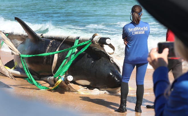 SeaWorld rescue teams work to remove an orca whale from the Flagler County beach south of Jungle Hut Park, Wednesday, Jan. 11, 2023.