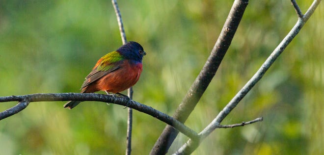 A male painted bunting perches briefly on a branch at Corkscrew Regional Ecosystem Watershed on Thursday, Jan. 12, 2023. The colorful birds are an amazing sighting, especially away from a bird feeder.