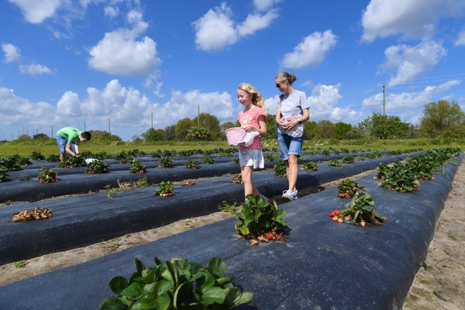 Rebecca Branan, 8, and Krista Branan, both of Melbourne, work together picking strawberries at Countryside Family Farms on Friday, Feb. 17, 2023, in Vero Beach. As Florida’s strawberry season comes to an end, the family farm offers the only strawberry U-pick on the Treasure Coast.