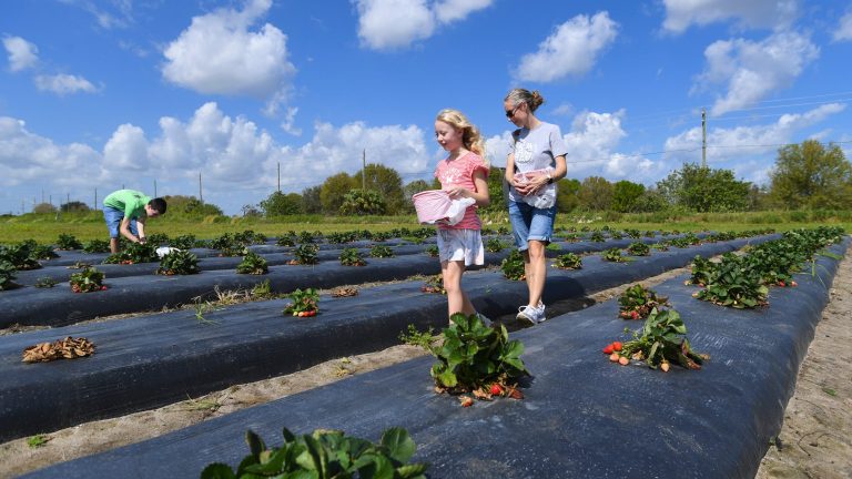 Strawberry picking season is almost over. Visit the only U-pick on the Treasure Coast
