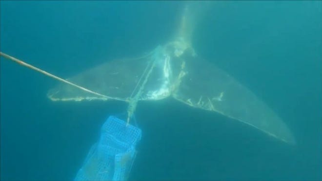 Argo the right whale's fluke had a lobster pot's rope wrapped around its fluke in this undated photo.