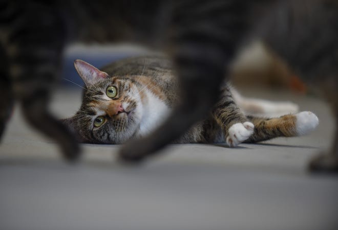Cats can now walk around and socialize inside the cat cottage room at the Fort Pierce Animal Adoption Center, with the addition of the kitten corner enclosure to keep the cats and kittens separated.