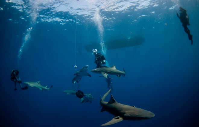 Lemon sharks swim past scuba divers diving with Calypso Dive Charters out of Riviera Beach on Tuesday, May 11, 2021.